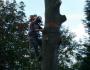 Westbury Tree Services - Business Listing East of England